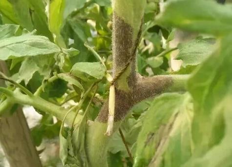 怎样防治西红柿生霉病「番茄种植发霉怎么办呢」 怎样防治西红柿生霉病「番茄种植发霉怎么办呢」 种植技巧