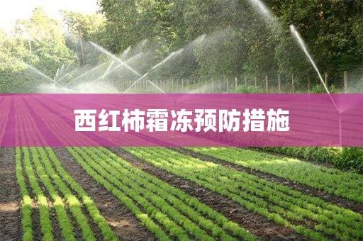 西红柿冻伤怎么补救「种植番茄怎么防霜冻的」 西红柿冻伤怎么补救「种植番茄怎么防霜冻的」 土壤施肥