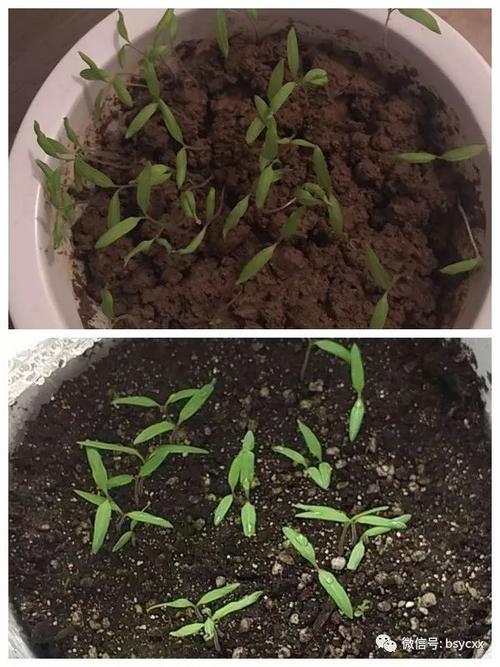 小番茄苗种植方法全过程「小番茄该怎么种植方法视频」 小番茄苗种植方法全过程「小番茄该怎么种植方法视频」 种植技巧