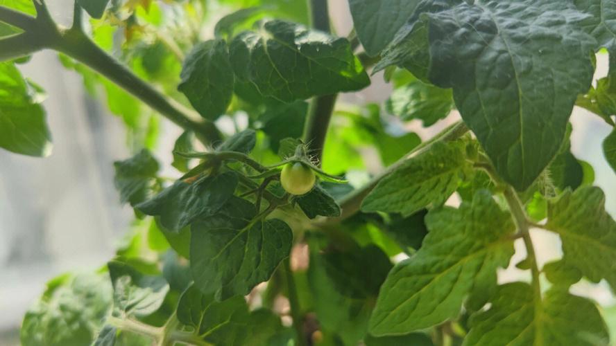 矮西红柿第一次开花要掐掉吗「种植红矮生番茄怎么种植视频」 土壤施肥 矮西红柿第一次开花要掐掉吗「种植红矮生番茄怎么种植视频」 矮西红柿第一次开花要掐掉吗「种植红矮生番茄怎么种植视频」 土壤施肥