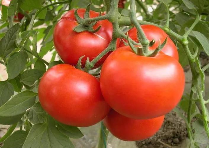 红色大白菜的种植方法「番茄怎么种植能红的快些」 红色大白菜的种植方法「番茄怎么种植能红的快些」 农业常识