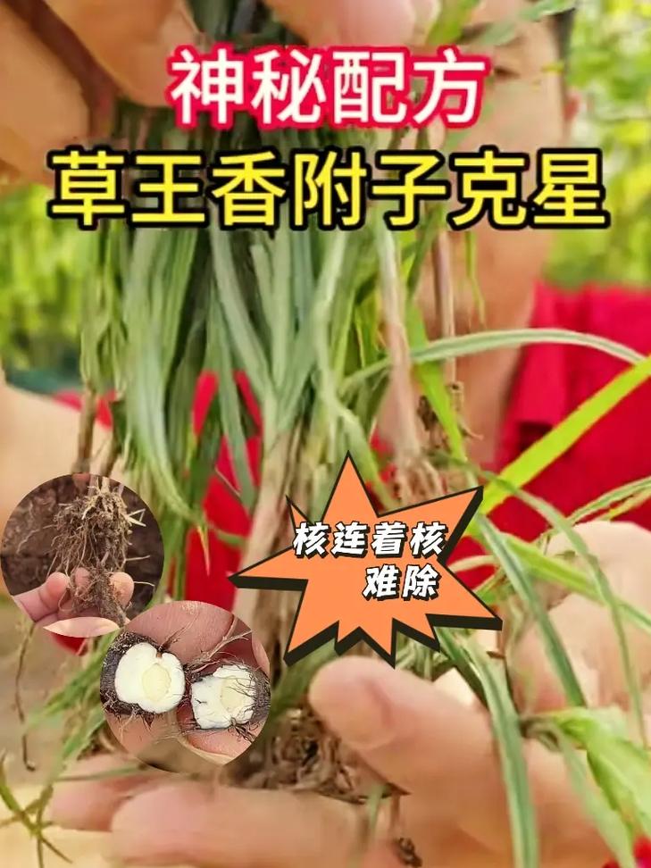 番茄和水稻被淹后，它们的有氧氧化和酵解会发生什么变化「种植番茄被淹怎么救活」 番茄和水稻被淹后，它们的有氧氧化和酵解会发生什么变化「种植番茄被淹怎么救活」 种植技巧