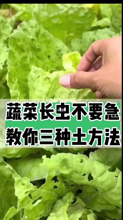 发蔬菜视频要怎么发才能上热门「蔬菜种植打理技巧视频教程」 发蔬菜视频要怎么发才能上热门「蔬菜种植打理技巧视频教程」 花朵知识