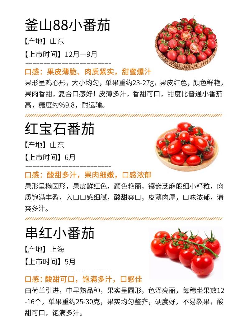 怎么区分粉贝贝、圣女果、千禧果「粉贝贝小番茄品种有哪些」 种植技巧 怎么区分粉贝贝、圣女果、千禧果「粉贝贝小番茄品种有哪些」 怎么区分粉贝贝、圣女果、千禧果「粉贝贝小番茄品种有哪些」 种植技巧