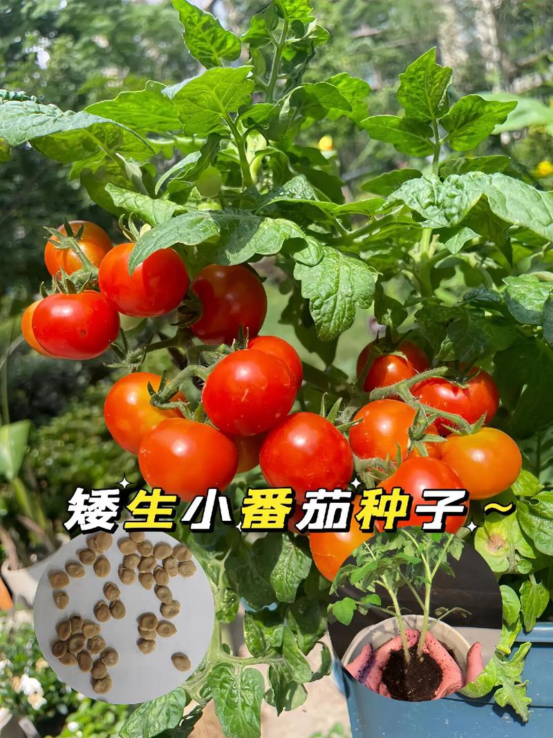 最热门的网红菜是什么，怎么做的呢「矮生番茄怎么种植视频教程」 最热门的网红菜是什么，怎么做的呢「矮生番茄怎么种植视频教程」 农业常识