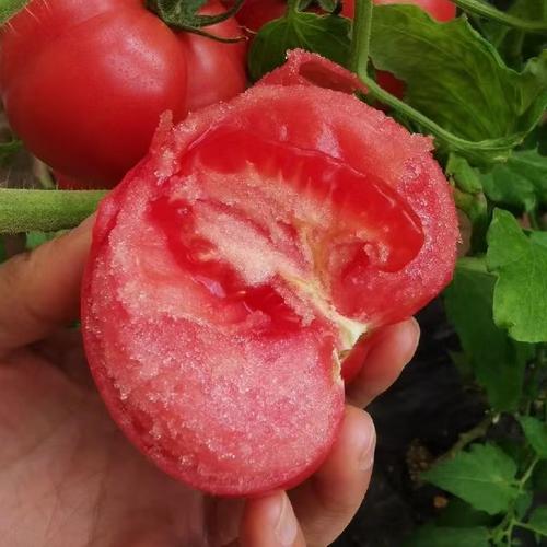 新疆的番茄有什么不一样的地方吗「新疆沙瓤甜番茄怎么种植的」 新疆的番茄有什么不一样的地方吗「新疆沙瓤甜番茄怎么种植的」 番茄病虫害防治