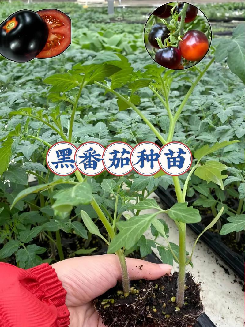 黑番茄的种植前景如何？种植成本和利润高吗「盆栽黑番茄怎么种植视频」 黑番茄的种植前景如何？种植成本和利润高吗「盆栽黑番茄怎么种植视频」 番茄种植技巧