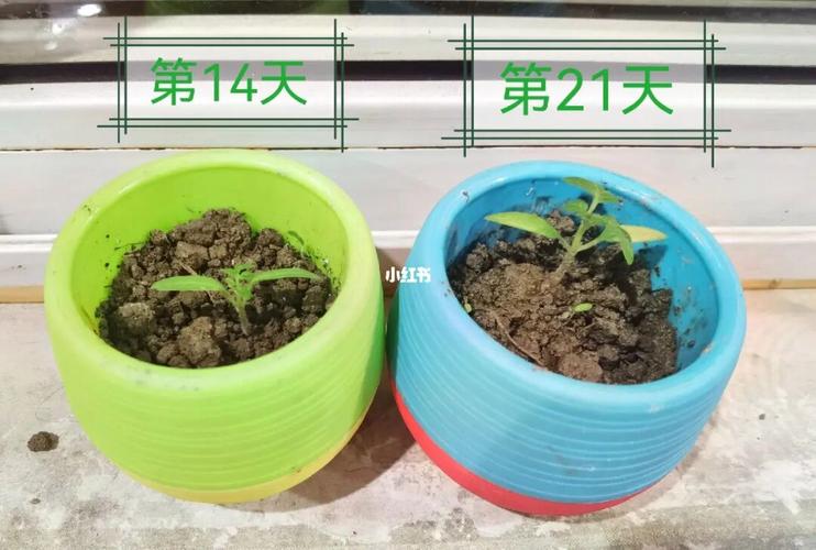 番茄怎么种植用种子「怎么种植高产番茄种子呢视频」 番茄怎么种植用种子「怎么种植高产番茄种子呢视频」 土壤施肥