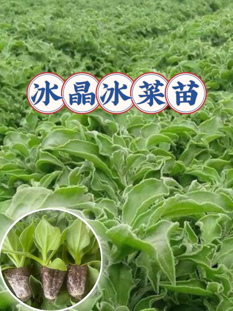 番茄小说推广视频内容怎么做「番茄菜苗怎么种植的视频教程」 番茄小说推广视频内容怎么做「番茄菜苗怎么种植的视频教程」 农业常识