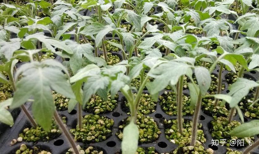 西红柿如何培育壮苗，能为后期高产稳产提供保障「番茄苗壮果怎么种植视频」 西红柿如何培育壮苗，能为后期高产稳产提供保障「番茄苗壮果怎么种植视频」 植物种类