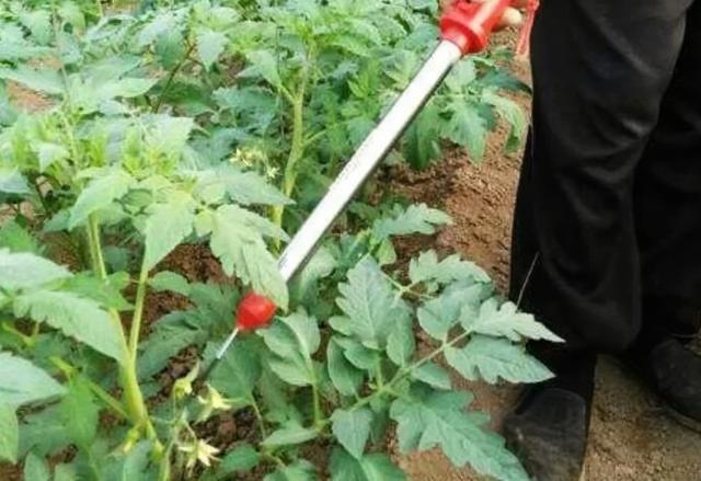 西红柿如何人工授粉「人工小番茄怎么种植的视频」 西红柿如何人工授粉「人工小番茄怎么种植的视频」 番茄病虫害防治