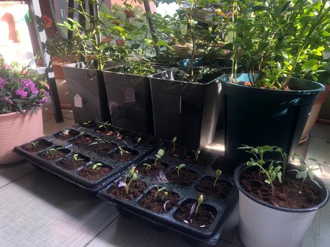 黑棚适合种植什么蔬菜「黑色的小番茄怎么种植的」 黑棚适合种植什么蔬菜「黑色的小番茄怎么种植的」 花朵知识
