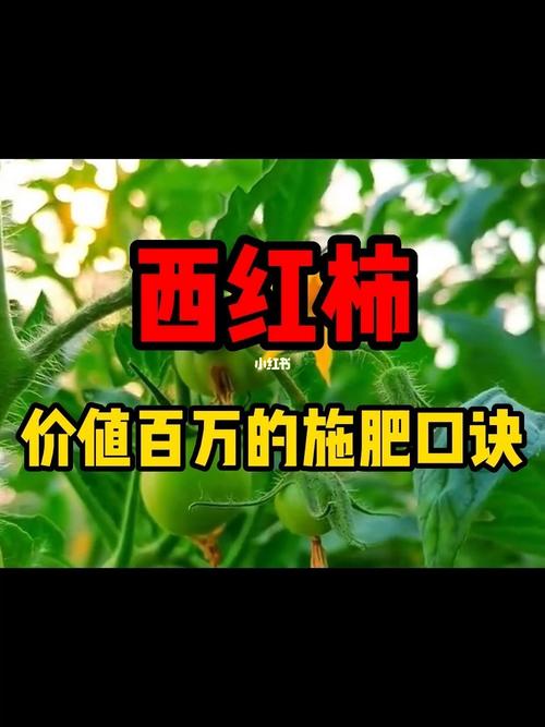 西红柿酸如何施肥「番茄种植肥料怎么调制的」 西红柿酸如何施肥「番茄种植肥料怎么调制的」 花朵知识