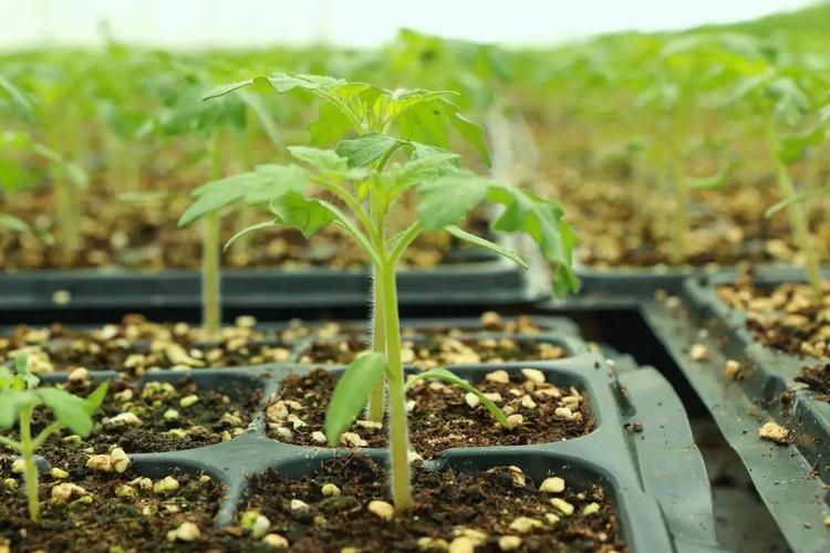 樱桃番茄种植方法全过程「樱桃番茄种子怎么种植视频」 樱桃番茄种植方法全过程「樱桃番茄种子怎么种植视频」 农业常识