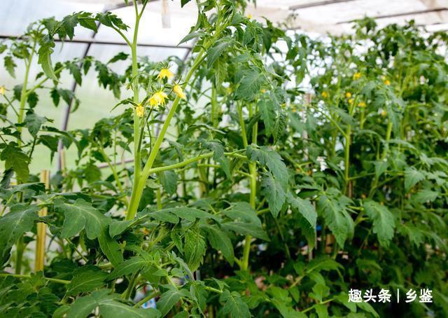西红柿苗长太高了怎么移栽能活「大株番茄怎么种植视频」 西红柿苗长太高了怎么移栽能活「大株番茄怎么种植视频」 番茄种植技巧