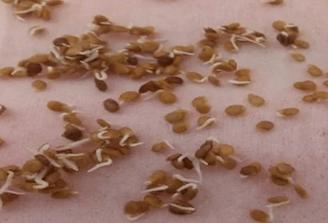 番茄籽催芽最快的方法「可人番茄种子怎么种植视频」 番茄籽催芽最快的方法「可人番茄种子怎么种植视频」 农业常识