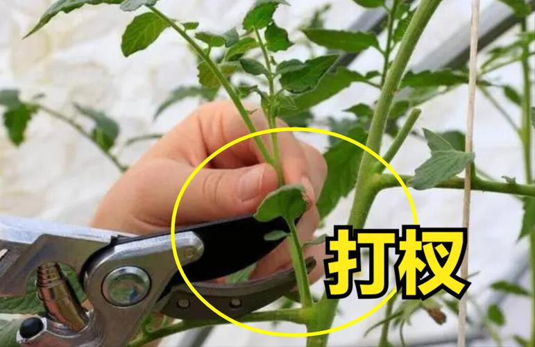 番茄种植施肥管理技术都有哪些「番茄的种植怎么追肥呢视频」 番茄种植施肥管理技术都有哪些「番茄的种植怎么追肥呢视频」 农业常识