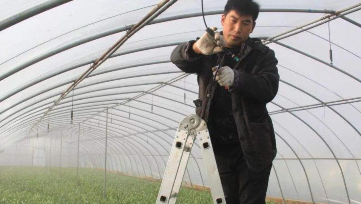 温室大棚种菜一茬又一茬，日常“保养”咋进行「番茄怎么立杆种植视频」 温室大棚种菜一茬又一茬，日常“保养”咋进行「番茄怎么立杆种植视频」 种植技巧