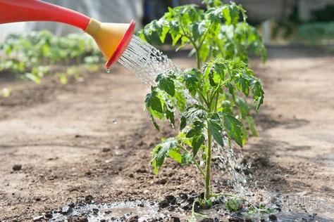 西红柿苗刚栽能否浇水「番茄种植沙土怎么施肥视频」 西红柿苗刚栽能否浇水「番茄种植沙土怎么施肥视频」 农业常识