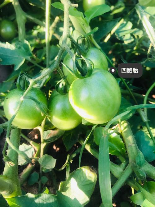 怎样使青番茄迅速长红「番茄种植怎么才红得快呢」 怎样使青番茄迅速长红「番茄种植怎么才红得快呢」 种植技巧