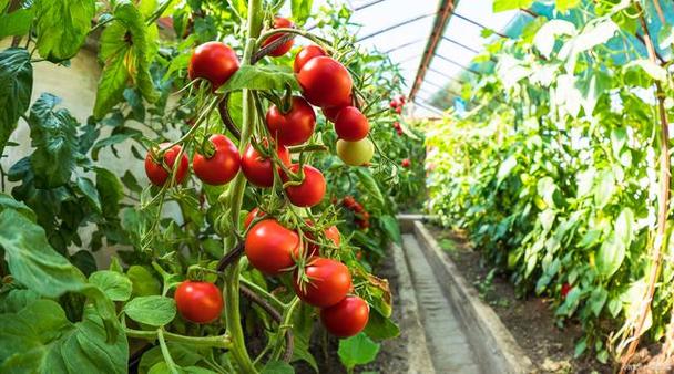 冬天西红柿怎么种植「大棚番茄冬天怎么种植呢视频」 冬天西红柿怎么种植「大棚番茄冬天怎么种植呢视频」 番茄种植技巧