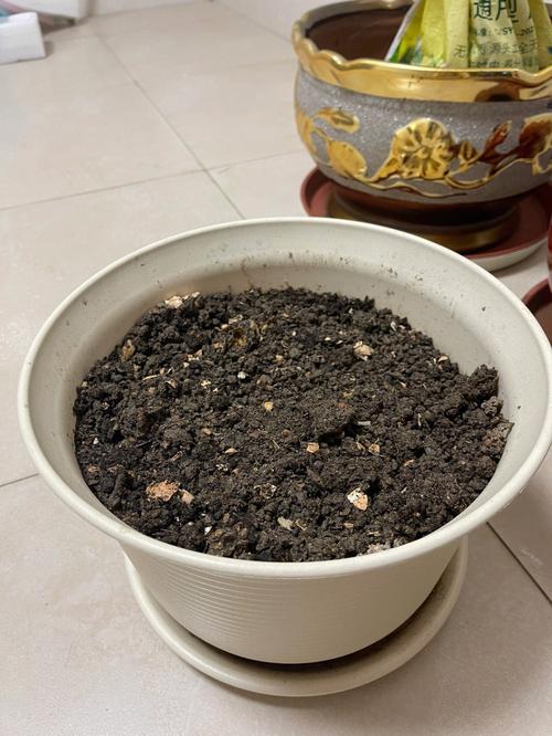 番茄的种子可不可以用番茄里面的籽儿晒干来种「种植番茄种子怎么处理好」 番茄的种子可不可以用番茄里面的籽儿晒干来种「种植番茄种子怎么处理好」 农业常识