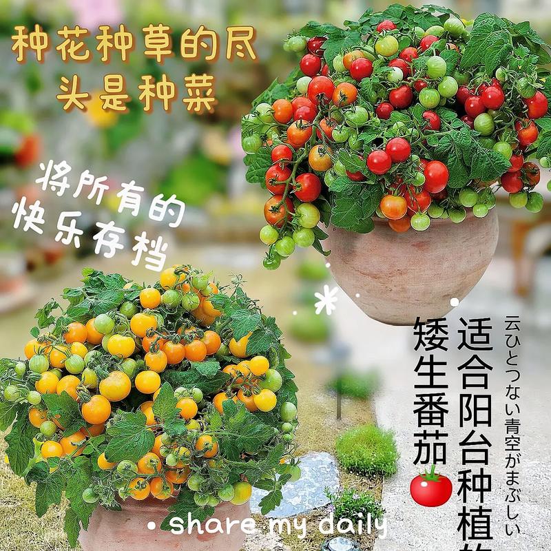 花盆玲珑小番茄怎样种植「花盆种植小番茄怎么种植」 花盆玲珑小番茄怎样种植「花盆种植小番茄怎么种植」 种植技巧