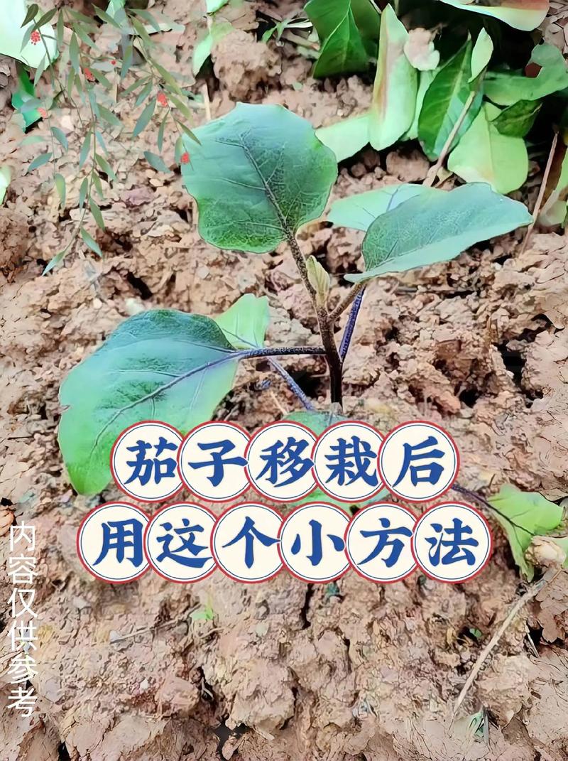 如何种植蔬菜「蔬菜种植好技巧有哪些方法」 如何种植蔬菜「蔬菜种植好技巧有哪些方法」 花朵知识