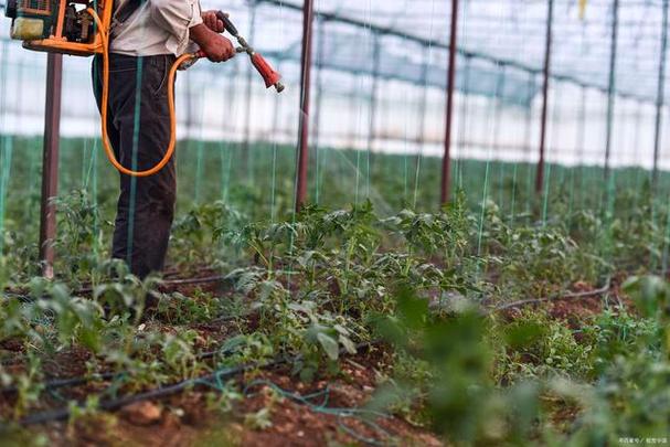 西红柿用什么肥料最好「番茄苗种植怎么施肥视频」 西红柿用什么肥料最好「番茄苗种植怎么施肥视频」 种植技巧