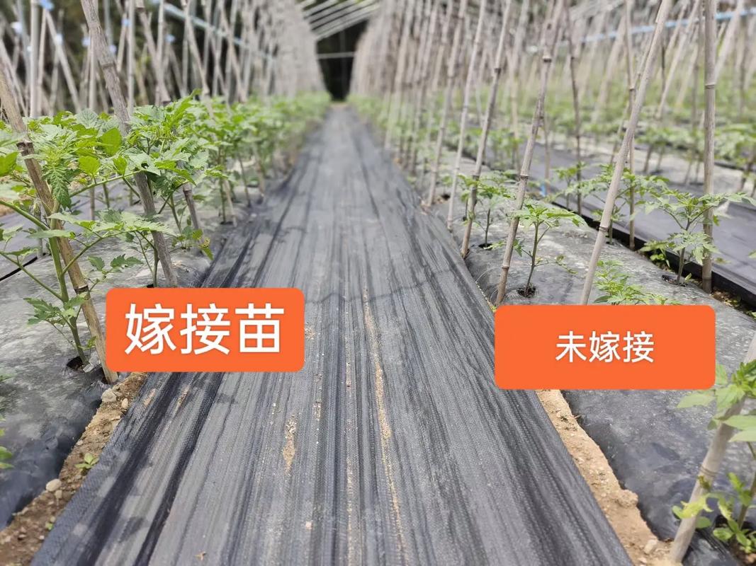 番茄嫁接用什么砧木「南方番茄砧木怎么种植视频」 番茄嫁接用什么砧木「南方番茄砧木怎么种植视频」 农业常识
