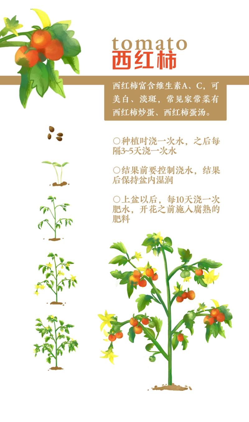 蔬菜的种植方法和步骤「蔬菜种植的技巧和方法」 蔬菜的种植方法和步骤「蔬菜种植的技巧和方法」 农业常识