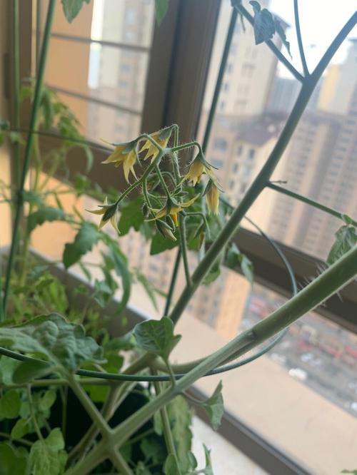 西红柿花蕾怎么带叶「矮种番茄花蕾怎么种植视频」 西红柿花蕾怎么带叶「矮种番茄花蕾怎么种植视频」 番茄病虫害防治