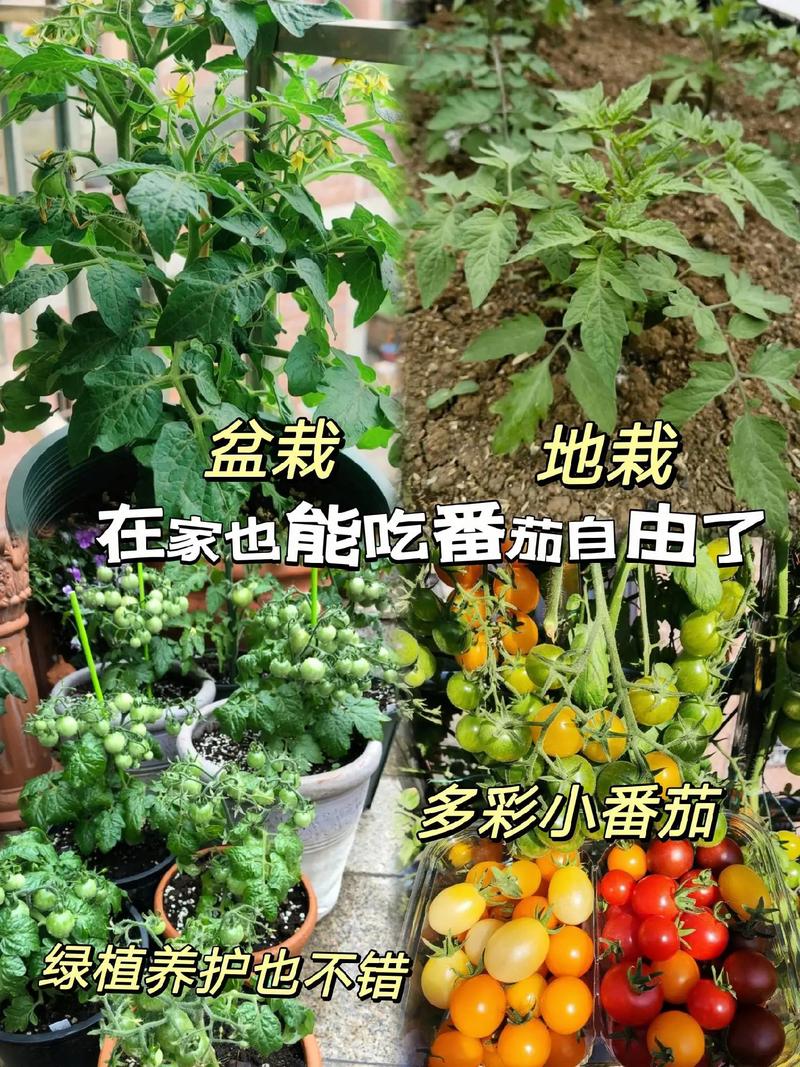 夏季怎么种植西红柿，选择哪种西红柿品种「夏天阳台番茄怎么种植的呢」 夏季怎么种植西红柿，选择哪种西红柿品种「夏天阳台番茄怎么种植的呢」 番茄病虫害防治