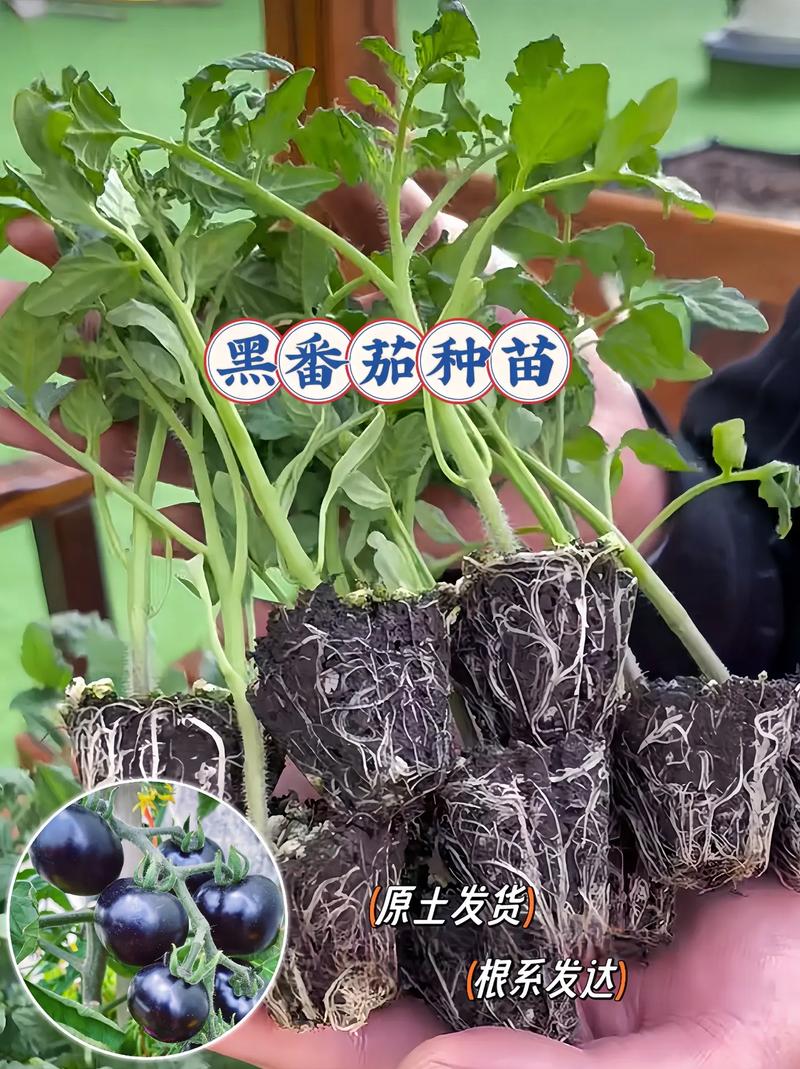 黑番茄的种植方法「怎样种植黑番茄」 农业常识 黑番茄的种植方法「怎样种植黑番茄」 黑番茄的种植方法「怎样种植黑番茄」 农业常识