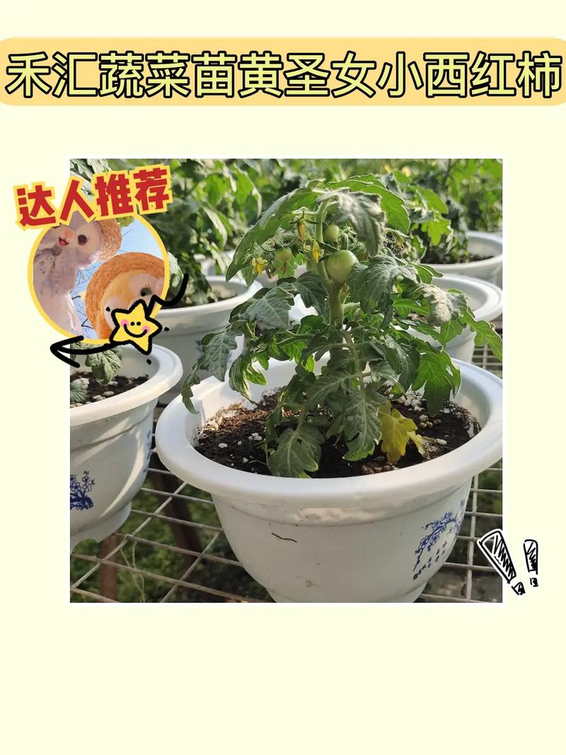 西红柿大苗如何栽植「怎么种植大番茄视频」 西红柿大苗如何栽植「怎么种植大番茄视频」 番茄病虫害防治