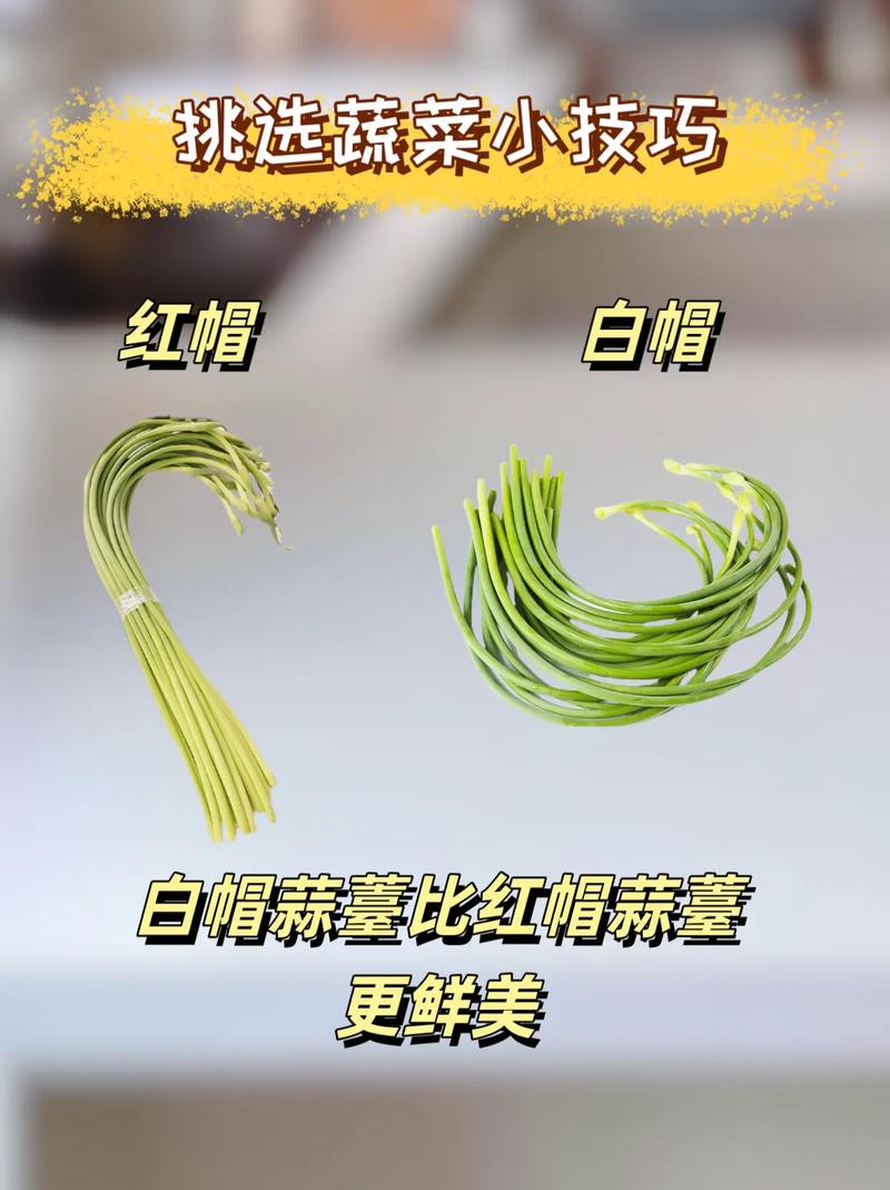 在菜市场怎样选择蔬菜？有哪些技巧「绿叶蔬菜种植技巧视频教程」 在菜市场怎样选择蔬菜？有哪些技巧「绿叶蔬菜种植技巧视频教程」 番茄病虫害防治