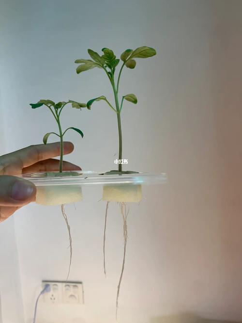 西红柿苗能水培么，快快「番茄整颗水培怎么种植视频」 西红柿苗能水培么，快快「番茄整颗水培怎么种植视频」 农业常识