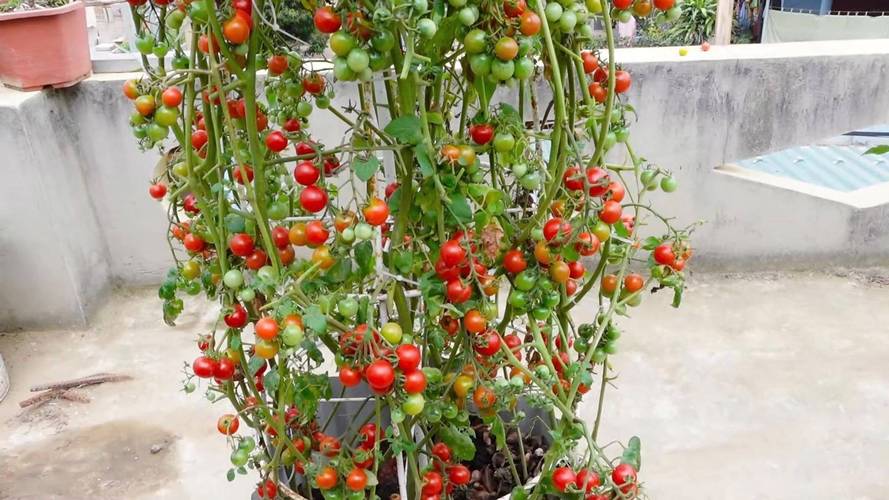 珍珠瀑布番茄如何种植「红瀑布番茄种子怎么种植的」 珍珠瀑布番茄如何种植「红瀑布番茄种子怎么种植的」 土壤施肥