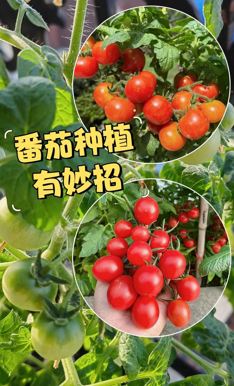西红茄子种植技术「有机番茄怎么种植的视频」 土壤施肥 西红茄子种植技术「有机番茄怎么种植的视频」 西红茄子种植技术「有机番茄怎么种植的视频」 土壤施肥