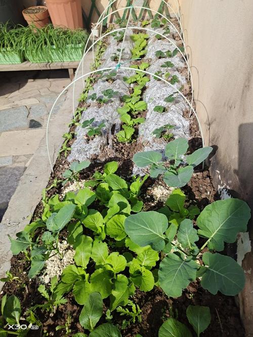 楼顶种菜怎么砌菜园？砌菜园需要注意什么「番茄种植怎么搭棚子视频」 楼顶种菜怎么砌菜园？砌菜园需要注意什么「番茄种植怎么搭棚子视频」 番茄病虫害防治