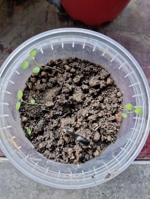 番茄可以跟薄荷一起种植吗「薄荷番茄怎么种植方法视频」 番茄可以跟薄荷一起种植吗「薄荷番茄怎么种植方法视频」 土壤施肥