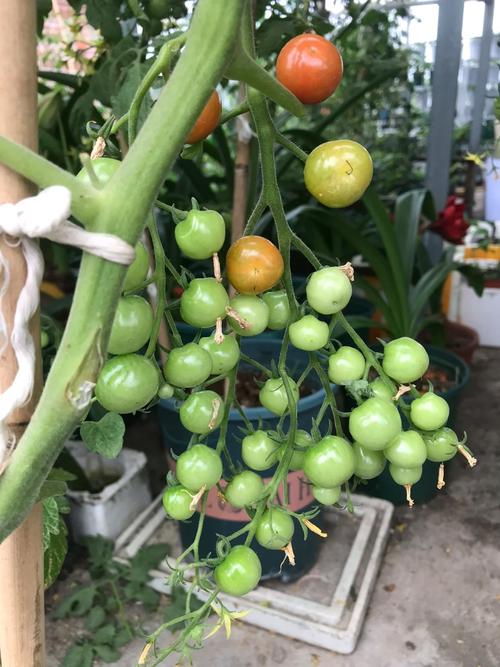 番茄定植整地施肥的方法是什么「番茄种植底肥怎么施肥视频」 番茄定植整地施肥的方法是什么「番茄种植底肥怎么施肥视频」 农业常识
