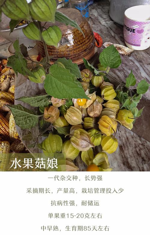 灯笼果的种植方法视频「蔬菜种植高产技巧视频教程」 灯笼果的种植方法视频「蔬菜种植高产技巧视频教程」 种植技巧