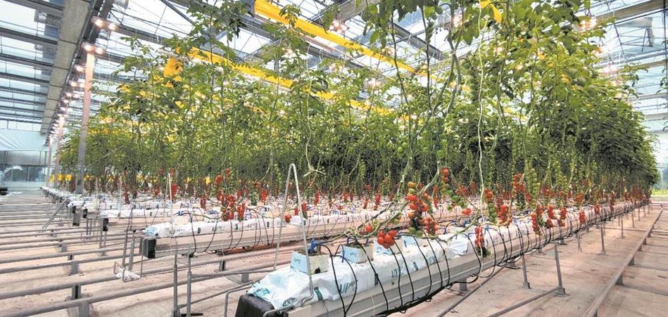 大棚西红柿袋培种植土配制「种植番茄怎么配土壤」 种植技巧 大棚西红柿袋培种植土配制「种植番茄怎么配土壤」 大棚西红柿袋培种植土配制「种植番茄怎么配土壤」 种植技巧
