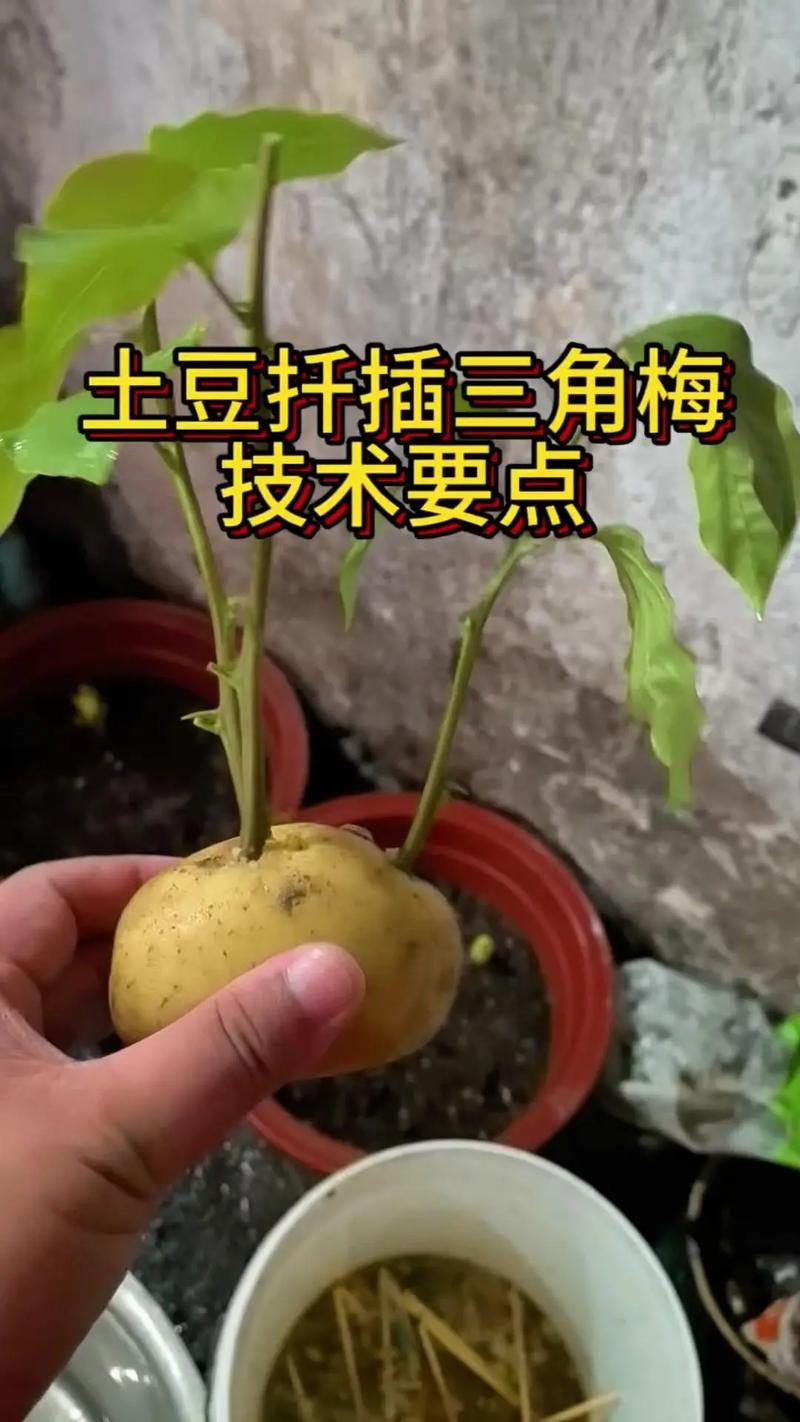 可以扦插、操作简单长得又快的蔬菜有哪些「蔬菜种植技巧集合图解视频」 可以扦插、操作简单长得又快的蔬菜有哪些「蔬菜种植技巧集合图解视频」 番茄种植技巧