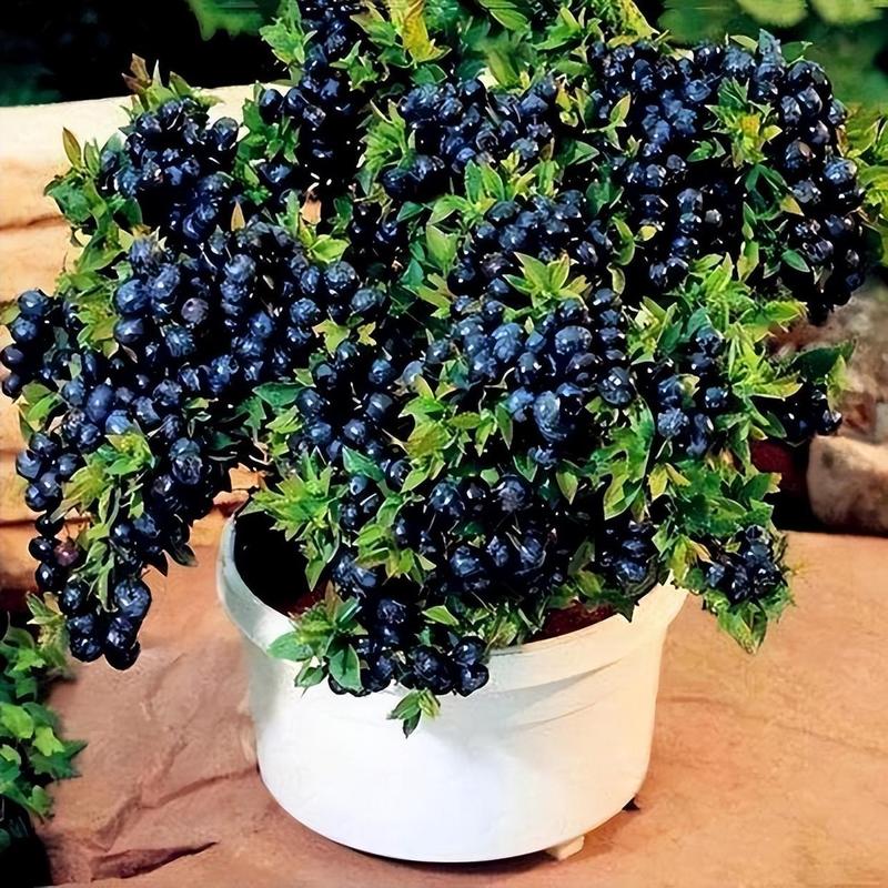 盆栽蓝莓怎么养，哪些水果可以盆栽「蓝莓园种植番茄怎么种植的」 盆栽蓝莓怎么养，哪些水果可以盆栽「蓝莓园种植番茄怎么种植的」 植物种类
