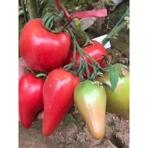 芒果蜜番茄怎么育苗「芒果番茄秧苗怎么种植视频」 芒果蜜番茄怎么育苗「芒果番茄秧苗怎么种植视频」 土壤施肥