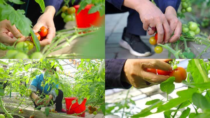 《迷你世界》中有哪些不为人知的秘密「黑钻石番茄种子怎么种植视频」 《迷你世界》中有哪些不为人知的秘密「黑钻石番茄种子怎么种植视频」 番茄种植技巧
