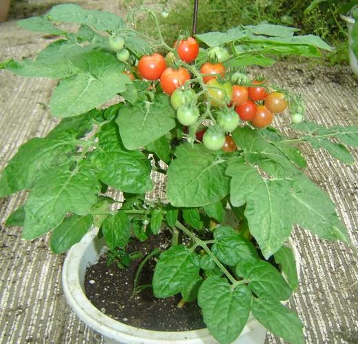 简单种植盆栽小番茄「种植番茄怎么开叉视频教程」 简单种植盆栽小番茄「种植番茄怎么开叉视频教程」 番茄病虫害防治