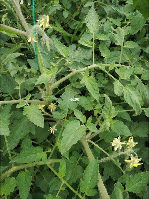 西红柿不开花是怎么回事「种植番茄怎么不开花呢」 西红柿不开花是怎么回事「种植番茄怎么不开花呢」 种植技巧